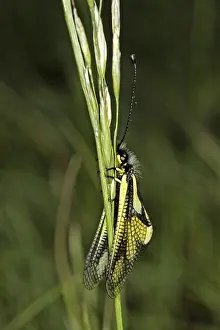 Neuropteran Wildlife Prints: Ascalaphus libelluloides, butterfly shaft