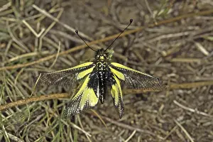 Natural Environment Animals Prints: Ascalaphus libelluloides, butterfly shaft