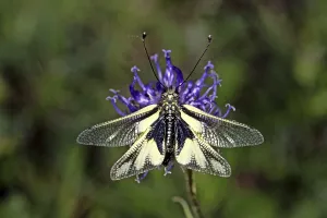 Neuropteran Wildlife Prints: Ascalaphus libelluloides, butterfly shaft