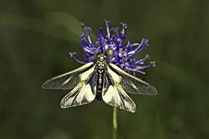 Neuropteran Wildlife Prints: Ascalaphus libelluloides, butterfly shaft