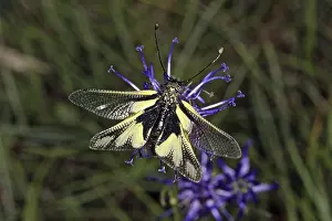 Insect Wildlife Photography Prints: Ascalaphus libelluloides, butterfly shaft