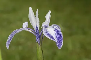 Iridaceae Family Prints: Asian marsh iris (Iris laevigata)