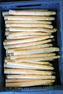 Asparagus Nutrition Prints: Asparagus