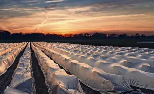 Asparagus Fields Prints: Asparagus fields