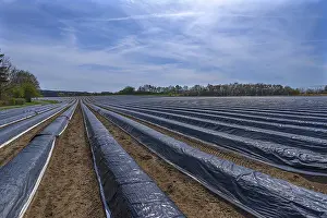 Black Foil Asparagus Cultivation Prints: Asparagus fields under black foil