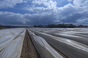Asparagus Fields Prints: Asparagus fields covered with foil