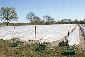 Asparagus Fields Prints: Asparagus fields without harvest workers