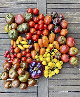 Assorted Tomatoes Prints: Assorted colourful tomatoes