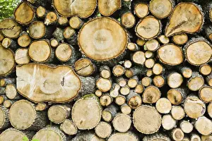 Forest Management Images Prints: Assorted cut and stacked Pinus