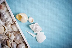 Bivalve Shells Prints: Assorted seashells artistically displayed on a blue textured background