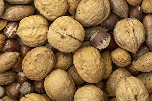 Assorted Nuts Prints: Assortment of nuts in shells. Selection of different types of nuts