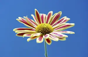 Close Up Flower Prints: Aster (Aster)