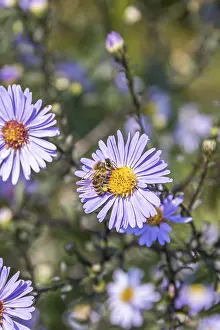 Hymenoptera Insects Images Prints: Aster (Aster laevis Calliope')