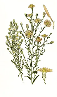 Empty Landscape With Blossoms Prints: Aster multiflorus, turbinellus