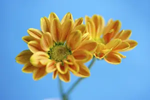 Winter Flowering Plant Prints: Aster, winter aster