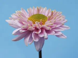 Studio Background Flowers Prints: Aster, winter aster