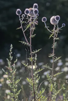 Asteraceae Family Prints: Asteraceae, bee globular thistle