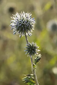 Asteraceae Family Plants Prints: Asteraceae, bee globular thistle