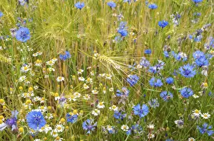 Blue Cornflower Prints: Asteraceae, centaurea cyanus, daisy