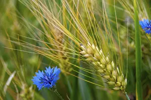 Blue Cornflower Prints: Asteraceae, centaurea cyanus, daisy