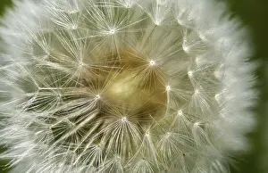 Images Dated 8th May 2024: Taraxacum officinale Print