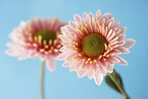 Botanical Studio Photography Prints: Asteraceae or Compositae (Asteraceae)