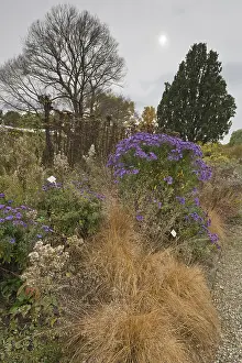 Central Europe Outdoor Shots Prints: Asters (Aster) in mixed border