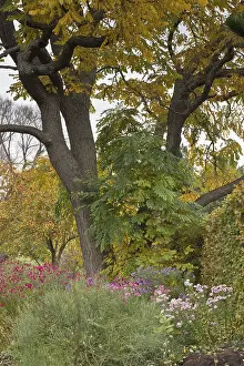 Central Europe Inflorescence Prints: Asters (Aster) in mixed border