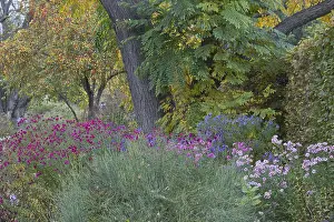 Lower Saxony Garden Flowers Prints: Asters (Aster) in mixed border
