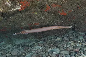 Prints of An Atlantic cornetfish (Aulostomus strigosus) swims along a rocky seabed underwater at the Pasito Blanco Reef dive site, Arguineguin, Gran Canaria, Spain Cornetfish Prints: An Atlantic Cornetfish Swims Along a Rocky Seabed Print