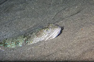 Prints of Atlantic lizardfish (Synodus saurus), Lanzarote. Canary Islands, Spain Lizardfish Prints: Atlantic Lizardfish Print, Lanzarote, Canary Islands