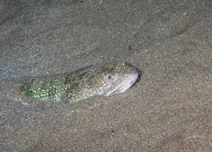 Prints of Atlantic lizardfish (Synodus saurus), Lanzarote. Canary Islands, Spain Lizardfish Prints: Atlantic Lizardfish Print, Canary Islands