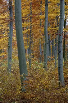 Deciduous Tree Landscape Prints: Atmosphere, autumn, tree, beech forest