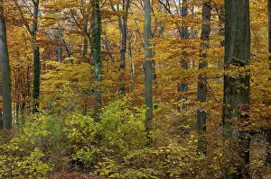 Autumn Landscape Photography Prints: Atmosphere, autumn, tree, beech forest