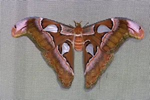Insect Animal Photography Prints: Attacus lorquini
