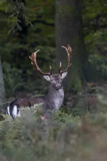 Fallow Deer Rut Prints: A last attentive look in my direction