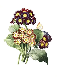 Auricula Flower Prints: Aurikel (Primula auricula) oder Alpenaurikel