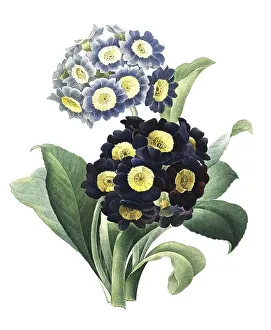 Vernal Blooming Plants Prints: Aurikel (Primula auricula) oder Alpenaurikel