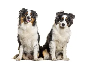 Two Australian Shepherds Panting Print