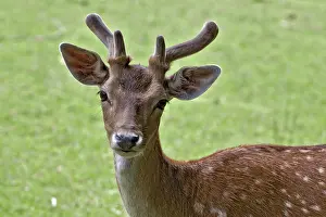 Tyrol Wildlife Photography Prints: Austria Roe Deer