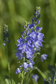 Veronica Austriaca Prints: Austrian broadleaf speedwell (Veronica austriaca)