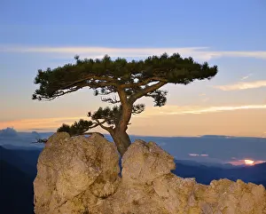 Austrian Countryside Views Prints: Austrian pine growing on rocks