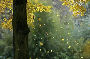 Autumn Nature Scene Prints: Autumn