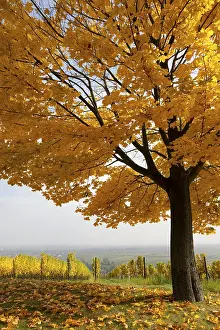 Wine Growing Region Europe Prints: Autumn