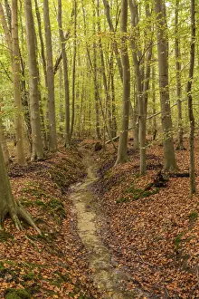 Deserted Forest Germany Prints: Autumn