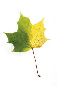 Autumn Leaf Prints: Autumn-coloured maple leaf