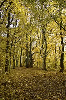 Atmospheric Autumn Mood Prints: Autumn forest
