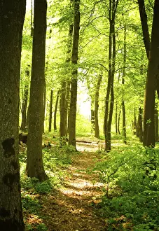 Japanese Autumn Landscape Prints: Autumn forest path