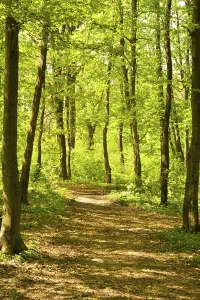 Autumnal Forest Scenery Prints: Autumn forest path