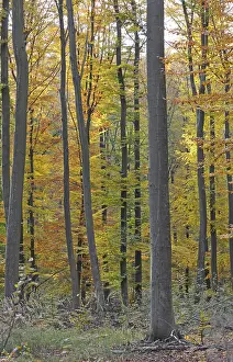 Deciduous Trees In Autumn Prints: Autumn forest, tree, beech, beech forest